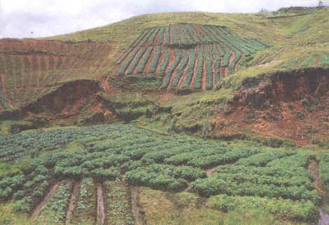 Land slip due to intensive bun cultivation