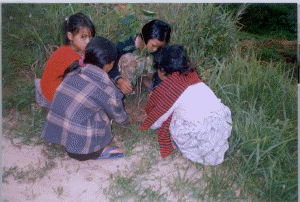 School children from Lad Mawphlang Village Planting Seedlings