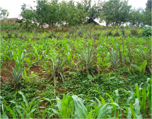 Agro-Horticulture Plantation