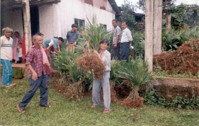 Distribution of Seedling (Arecanut)